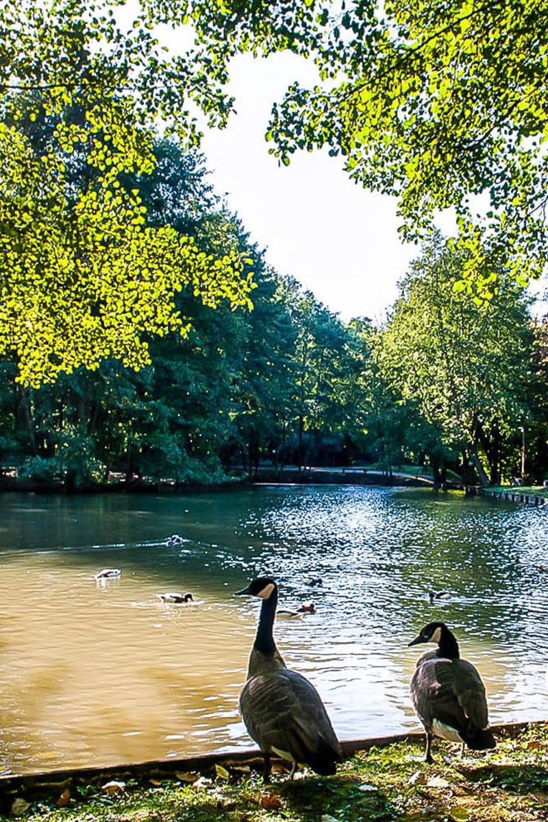 Les étangs et la nature du domaine